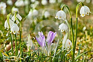 Spring snowflakes and crocus bloom in sunny garden, blurred background