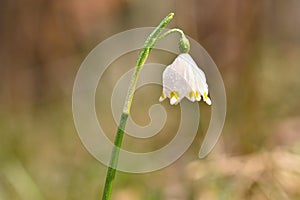 Spring snowflakes flowers. leucojum vernum carpaticum Beautiful blooming flowers in forest with natural colored background.