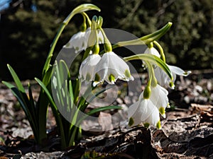 The spring snowflakes Leucojum vernum with single white flowers with greenish marks near the tip of the tepal