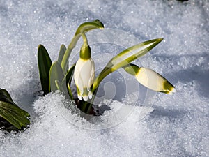 The spring snowflakes - Leucojum vernum - single white flowers with greenish marks near the tip of the tepal emerging from the