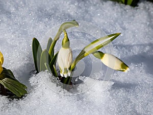 The spring snowflakes - Leucojum vernum - single white flowers with greenish marks near the tip of the tepal emerging from the