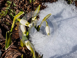 The spring snowflakes - Leucojum vernum - single white flowers with greenish marks near the tip of the tepal emerging from the