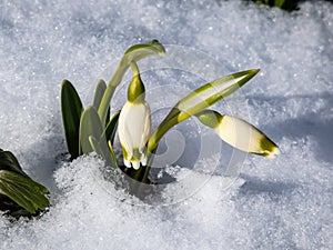 The spring snowflakes - Leucojum vernum - single white flowers with greenish marks near the tip of the tepal emerging from the