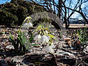 The spring snowflakes - Leucojum vernum - with single white flowers with greenish marks near the tip of the tepal flowering in