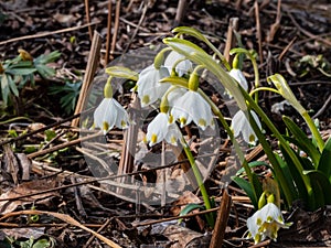 The spring snowflakes - Leucojum vernum - with single white flowers with greenish marks near the tip of the tepal flowering in