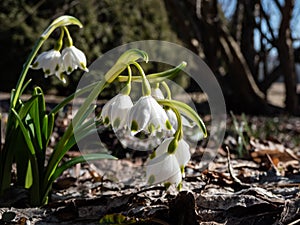 The spring snowflakes - Leucojum vernum - with single white flowers with greenish marks near the tip of the tepal flowering in