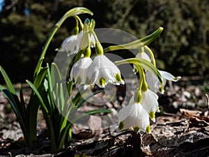 The spring snowflakes - Leucojum vernum - with single white flowers with greenish marks near the tip of the tepal flowering in