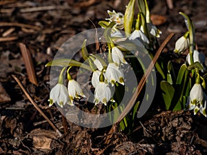 The spring snowflakes - Leucojum vernum - single white flowers with greenish marks near the tip of the tepal flowering in early