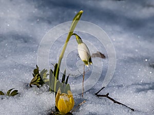 The spring snowflakes - Leucojum vernum - white flowers with greenish marks near the tip of the tepal emerging from the