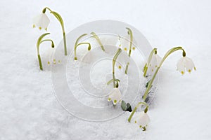 Spring snowflakes in snow