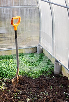 Spring soil preparation in a greenhouse. Green manure as a concept in organic farming. Vertical crop