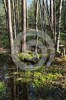 Spring, solar wood. A spring landscape