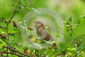 A spring song, a bird on a flowering tree