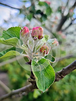 Spring is sooner recognized by plants than by men.