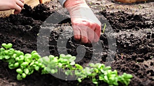 Spring sowing of seeds. Plant seeds are planted in the spring in the ground in a bed or edible garden.