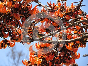 Spring Splendor: Palash Blossoms and Avian Delight in India