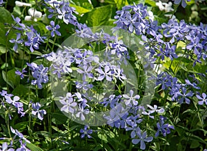 spring spreading phlox "phlox divaricata", with many blue flowers against a background of green leaves,floral background