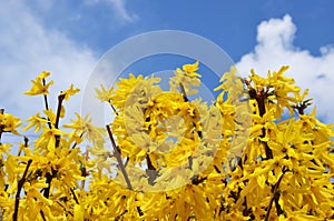 Spring. Spring yellow forsythia bushes