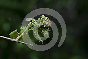 Spring sprout of wild grapes