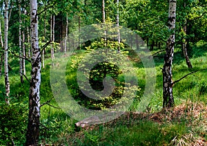 Spring spruce in the birch forest