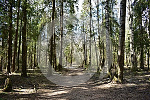 Spring spruce forest. Birch grove. The road through the forest. Green moss