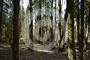 Spring spruce forest. Birch grove. The road through the forest. Green moss