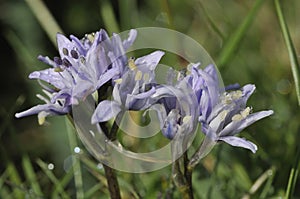 Spring Squill