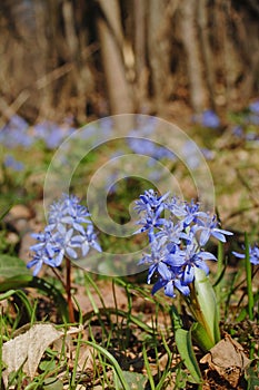 Spring squill flowers photo
