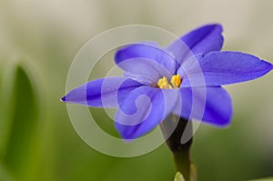 Spring star flower is a blue bulbous flower that blooms in the s