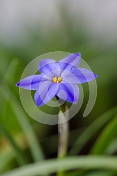 Spring star flower is a blue bulbous flower that blooms in the s