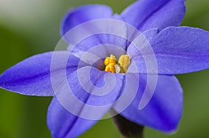 Spring star flower is a blue bulbous flower that blooms in the s