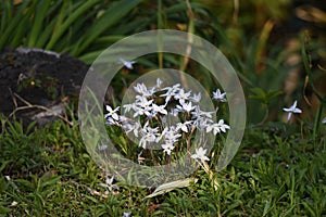 Spring starflower Ipheion uniflorum photo