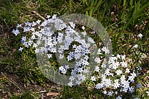 Spring starflower Ipheion uniflorum photo