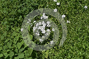 Spring starflower Ipheion uniflorum photo