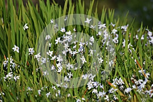 Spring starflower Ipheion uniflorum photo