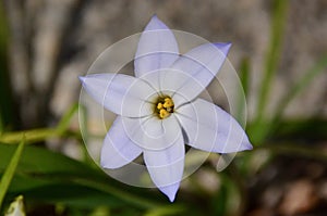 Spring Starflower photo