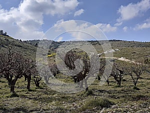 Spring start with  nice sherry  trees