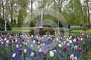 The spring is started in the Keukenhof