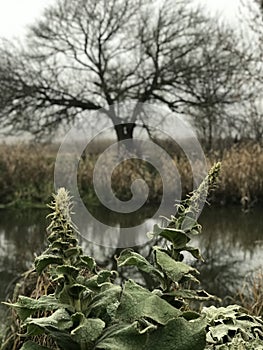 Spring starts to pop up along the Irpin River - UKRAINE photo