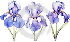 Blooming botany plant purple floral background iris nature blossoming flower spring blue flora leaf