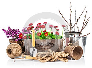 Spring still life daisies in wooden basket garden tools