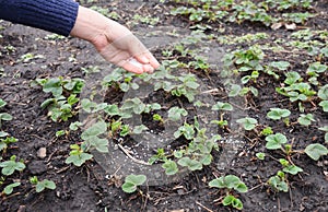 Spring strawberry fertilization: a gardener is applying chemical fertilizers with nitrogen, phosphorus, and potassium on