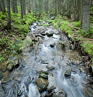 Spring stream in the Carpathians.