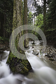 Spring stream flow in Yosemite Valley