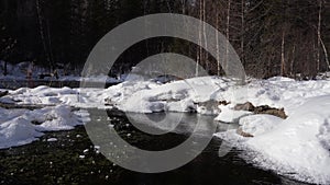 Spring stream flows among snowdrifts on the edge of the forest.