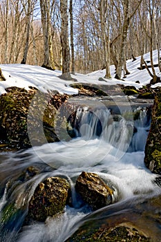 Spring stream in forest