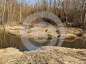 Spring stream in the forest. Nature landscape