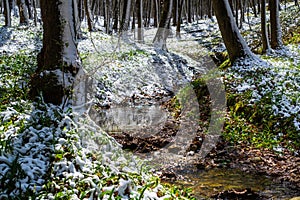 Spring stream in the forest after the snowfall. Springtime in the woods. Green grass and flowers on river bank