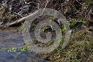 Spring streams flowed. Young grass grows among dry branches and withered grass.