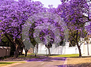 Spring street of beautiful violet vibrant jacaranda in bloom.